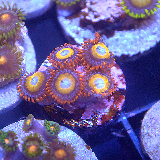 Blondies Zoa