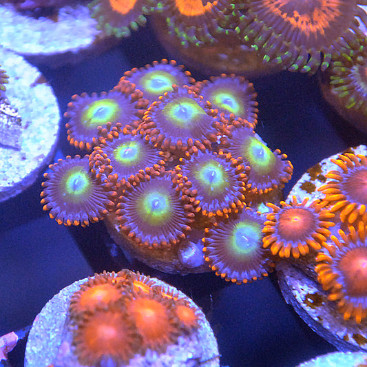 Circus Zoa / Zoanthid