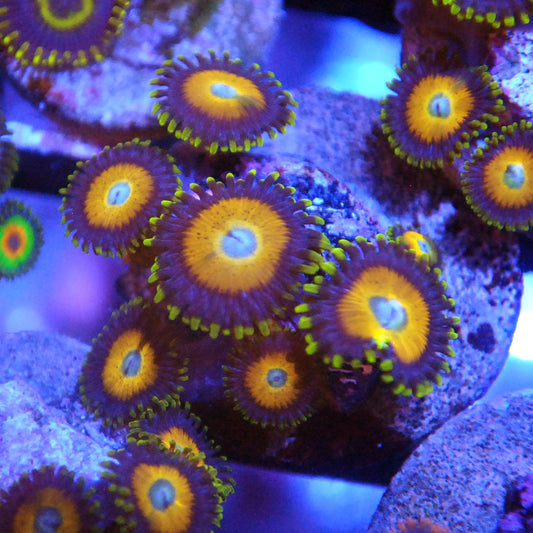 Scrambled Eggs Zoa