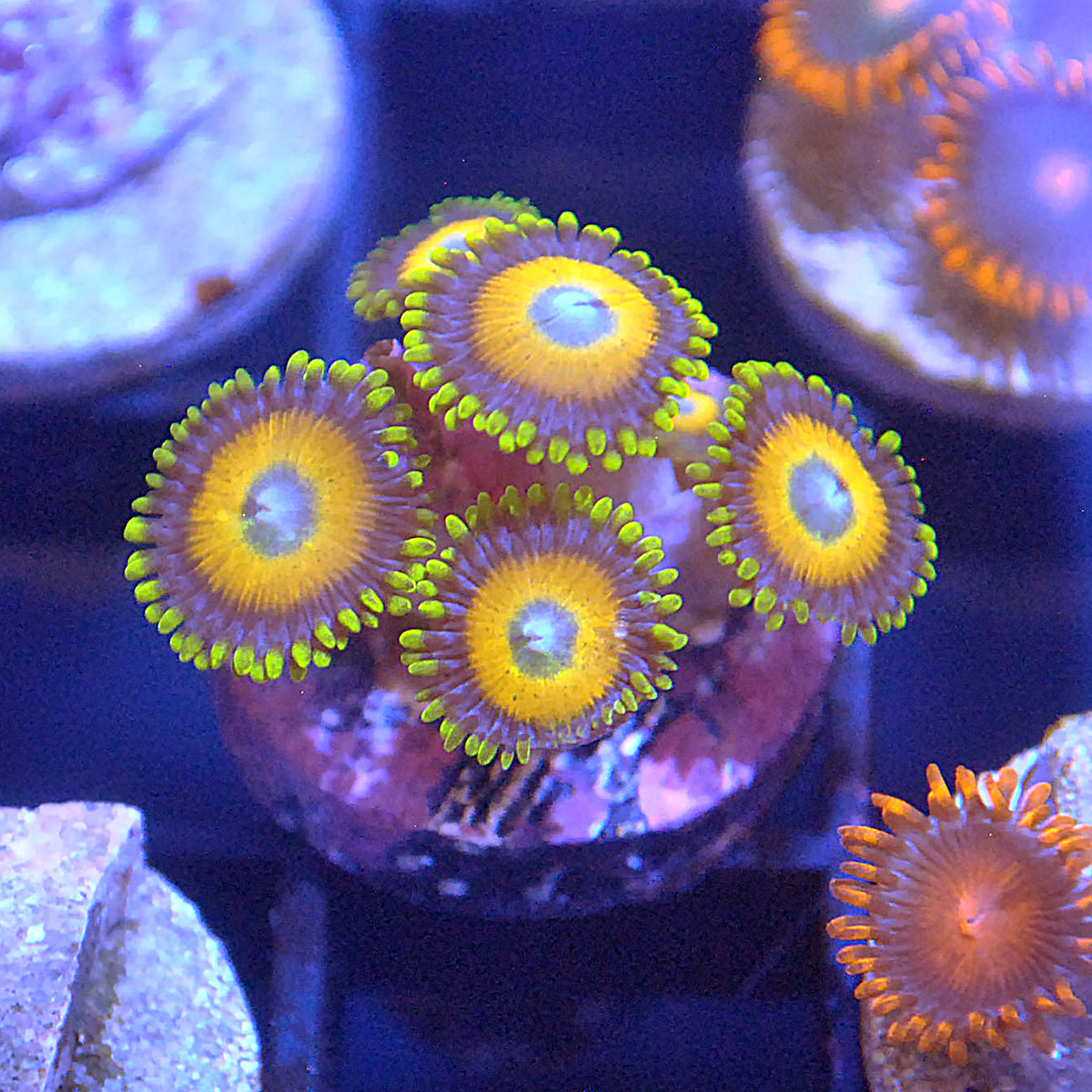 Scrambled Eggs Zoa