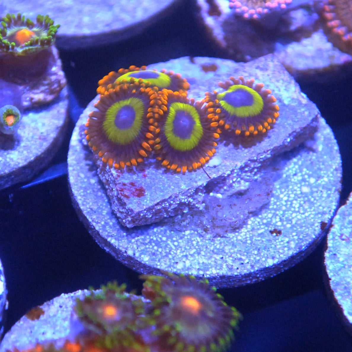 Fruitloops Zoa / Zoanthid