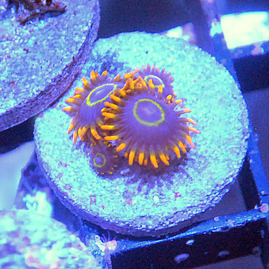 Rainbow Hornet Zoa / Zoanthid