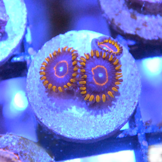 Red Hornets Zoa / Zoanthid