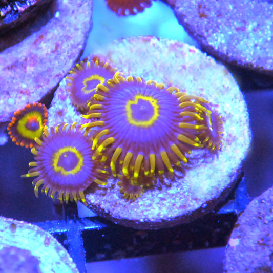 Purple Hornets Zoa / Zoanthid