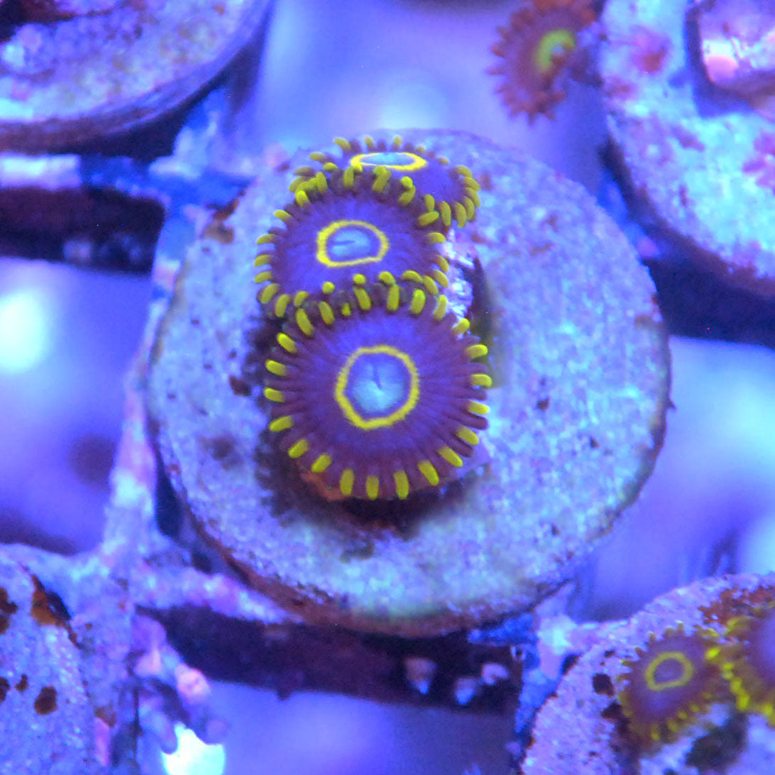 Blue Hornet Zoa / Zoanthid