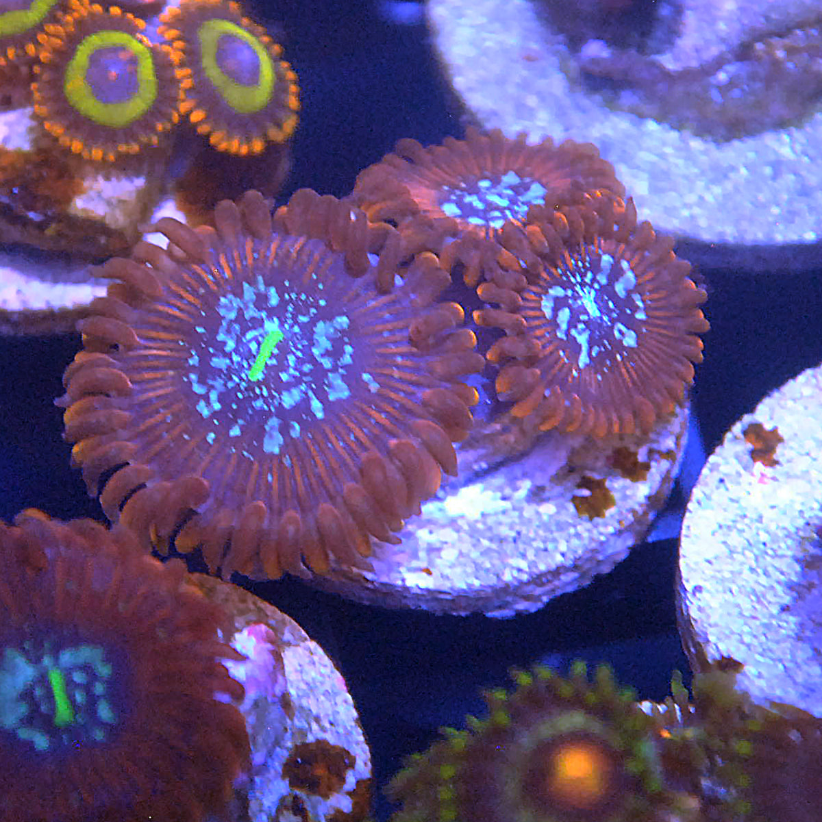 Magicians Zoa / Zoanthid