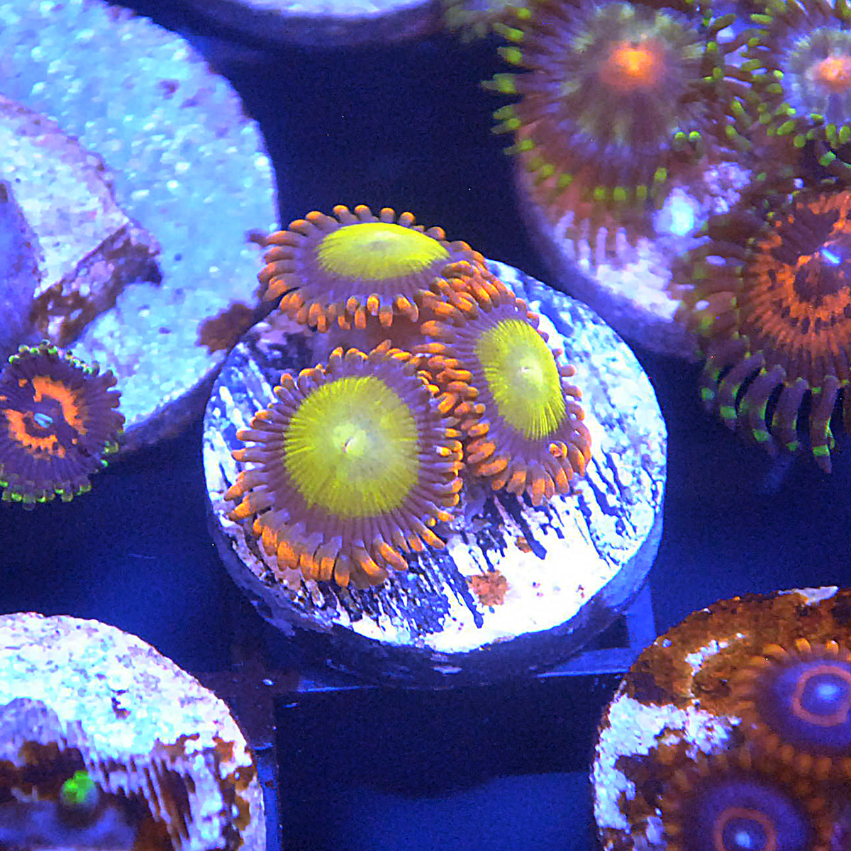 Mandarin Orange Zoa / Zoanthid