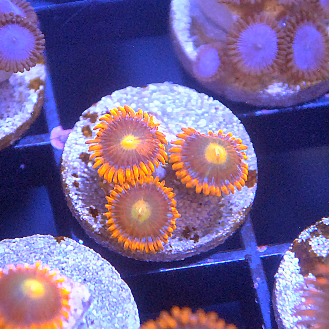 Mango Tango Zoa / Zoanthid