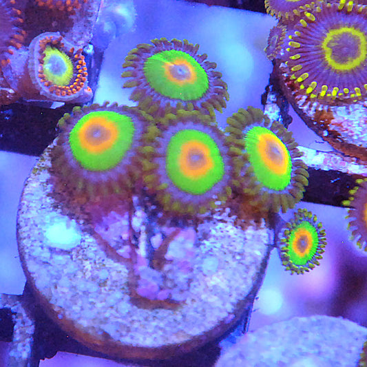 Rasta Zoa