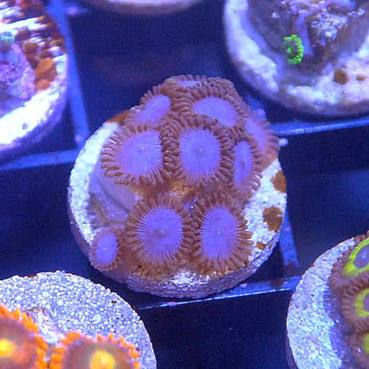 Blue Tubbs Zoa / Zoanthid