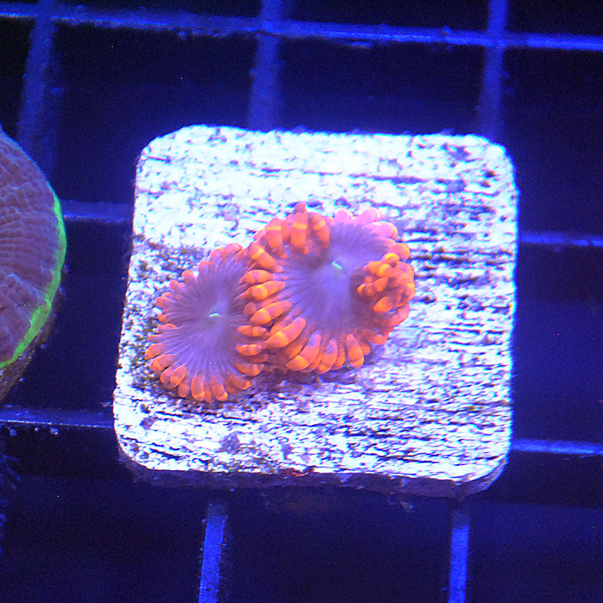 Punch Bowl Zoa / Zoanthid