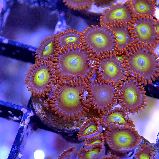 Circus Zoa / Zoanthid