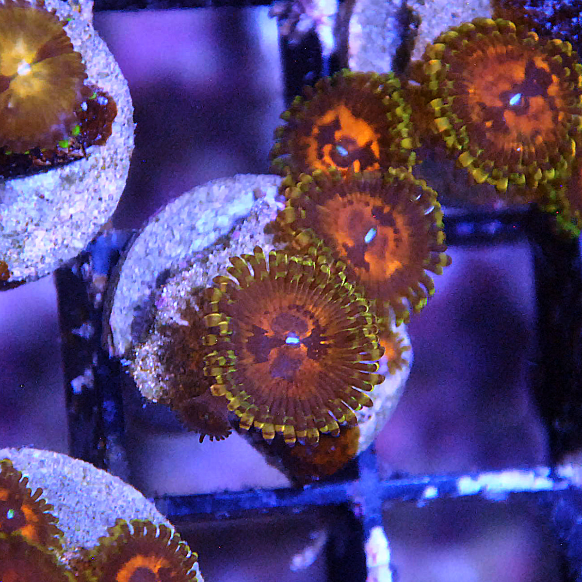 Islander Corals Halo Zoa