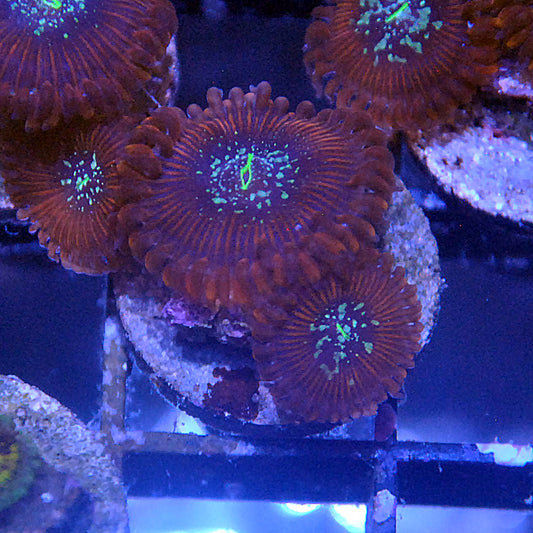 Magicians Zoa / Zoanthid