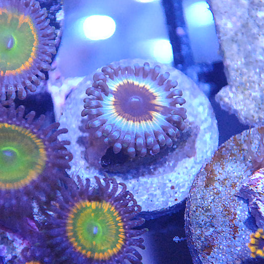 OG Vampire Zoa / Zoanthid