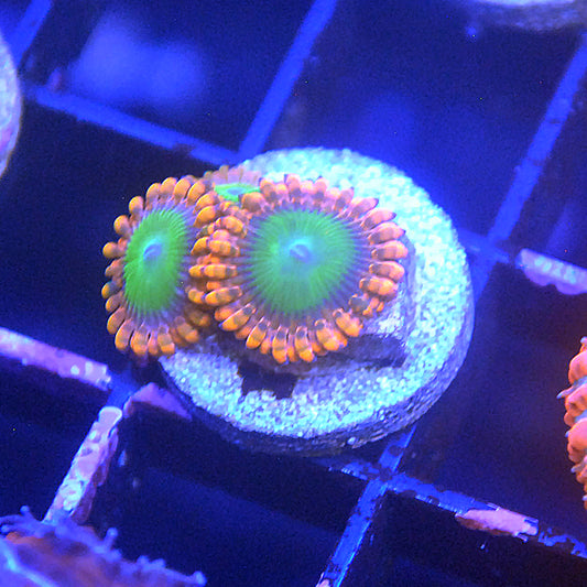 Oompa Loopa Zoa / Zoanthid