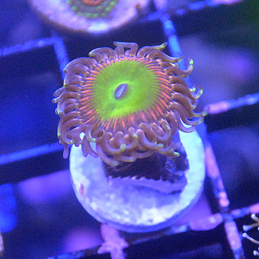 Rainbow Troll Zoa