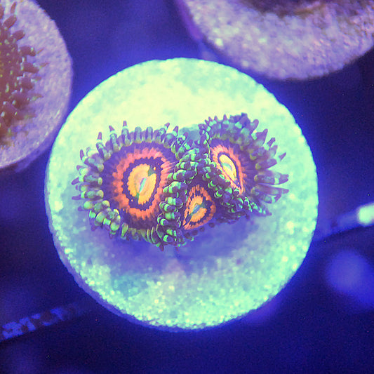 Rainbow Incinerator Zoa / Zoanthid