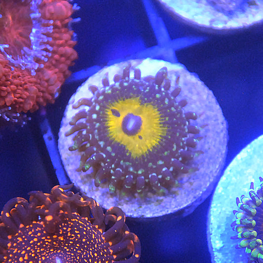 Godbeast Zoa