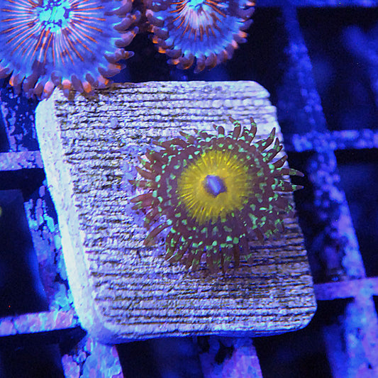 Godbeast Zoa / Zoanthid