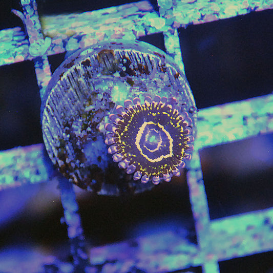 Stratosphere Zoa / Zoanthid