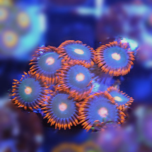 Gatorades Zoa / Zoanthid