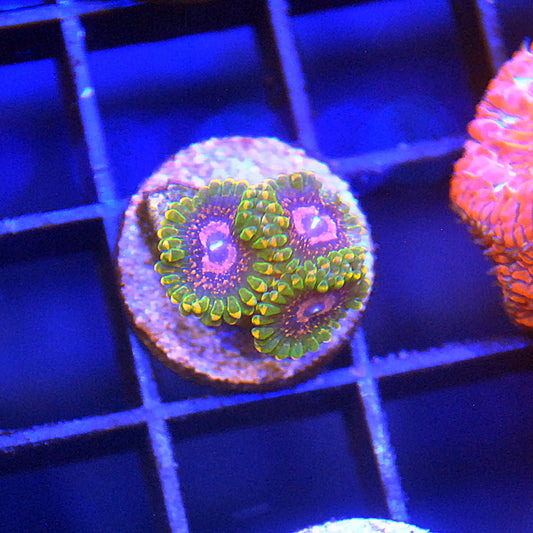 Grand Master Krakatoa (GMK) Zoa