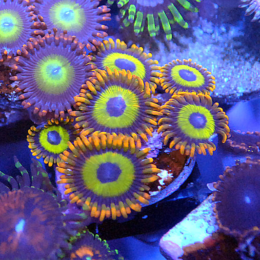 Fruitloops Zoa / Zoanthid