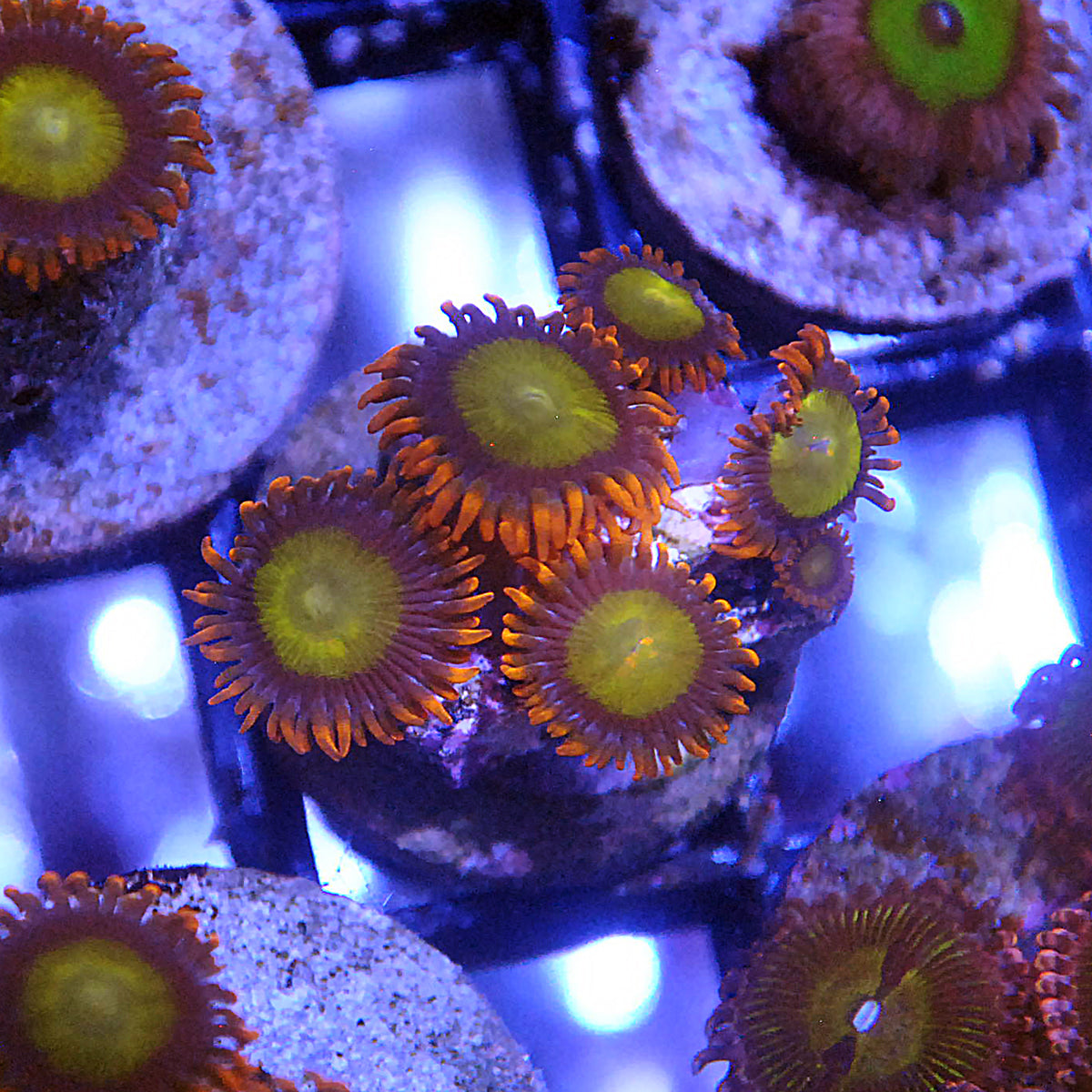 Mandarin Orange Zoa / Zoanthid Islander Corals