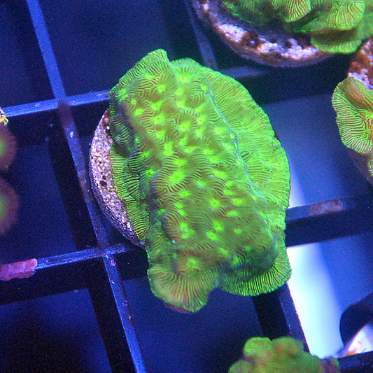 Hulk Leptoseris Coral