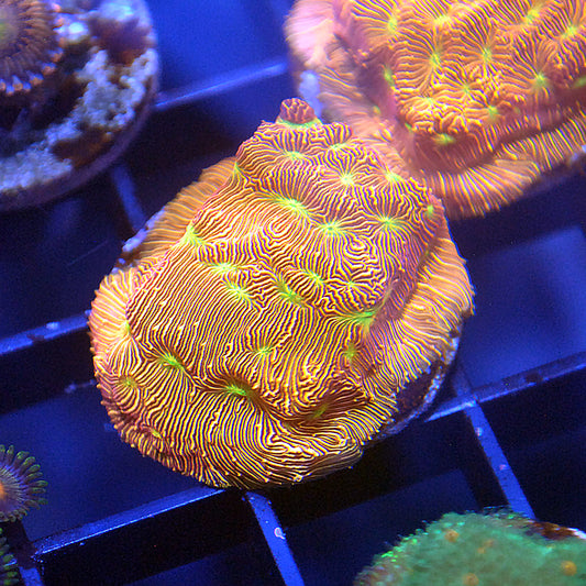 Jack O Lantern Leptoseris Coral