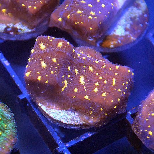 Tron Leptoseris Coral